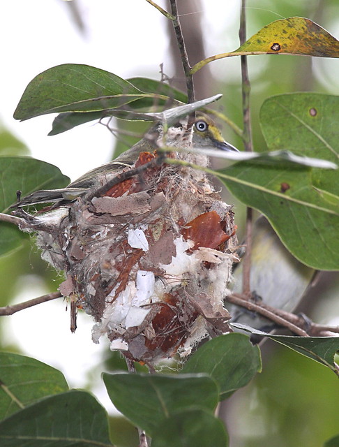 white eyed vireos at the nest