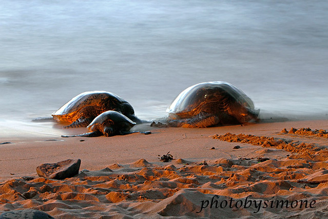 Green Sea turtles #0914