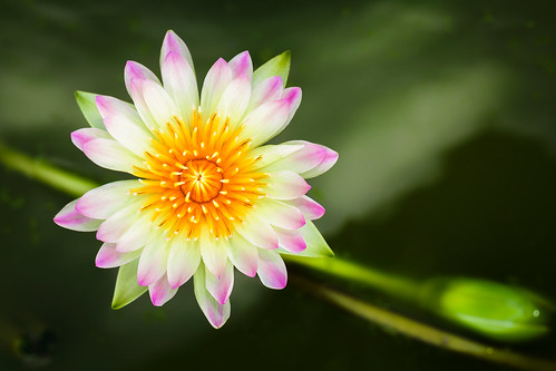 pink summer white lake plant flower color detail cute green nature water beautiful beauty up yellow closeup female garden asian happy leaf flora waterlily lily close natural little lotus blossom background space small romance petal tropical bloom casual aquatic botany copy
