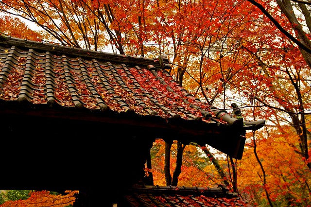 Autumn Roof