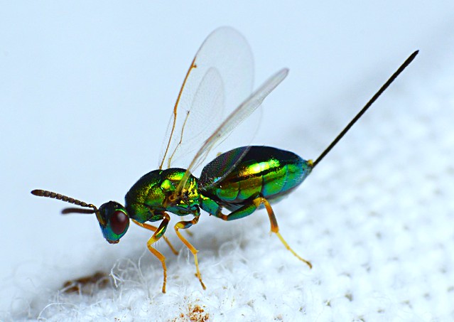 Insecta: hymenoptera, chalcid, Torymus sp. Dt. Rapha (bleu.geo)