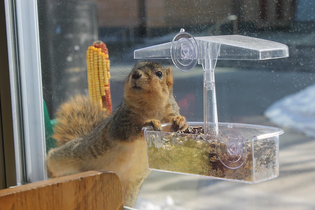 Squirrel at my Feeder at the University of Michigan (February 23, 2015)