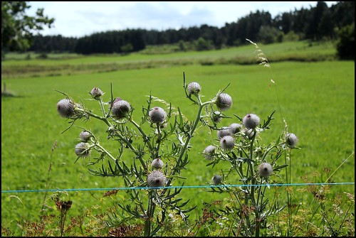 Cirsium eriophorum - cirse laineux 27900555104_702e43992b