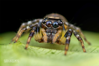 Jumping spider (Colyttus sp.) - DSC_8656