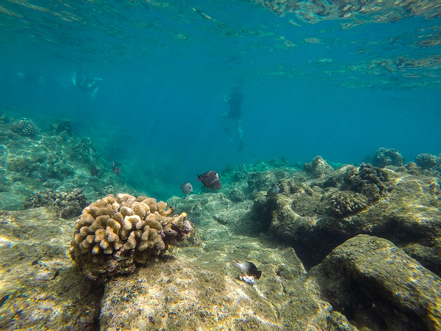 Colorful life of the reef