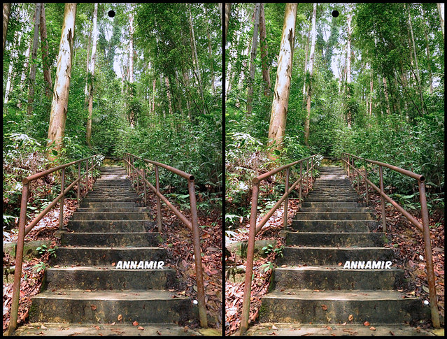 Hutan Lipur Kanching | HDR #74 3D Stereography