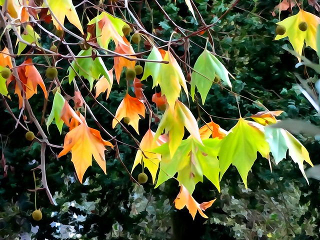 Leaves, fallen or not yet
