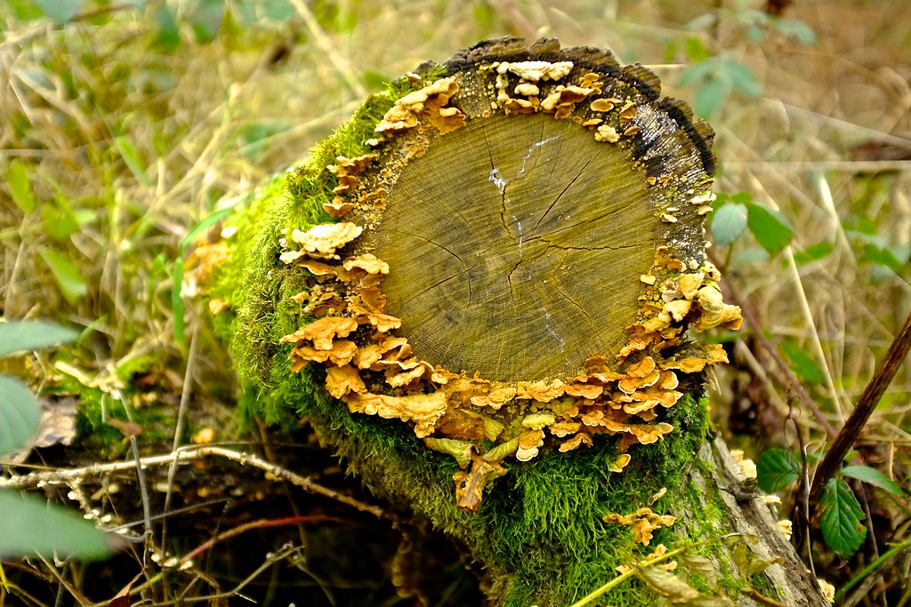 Beech Matrix