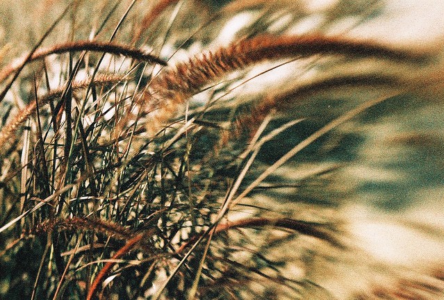 Desert grass with Lensbaby