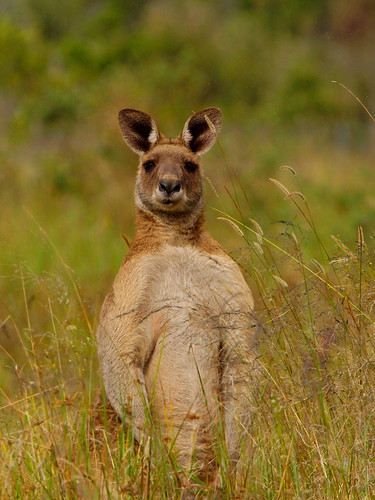 Eastern Grey Kangaroo, USC Sippy Downs