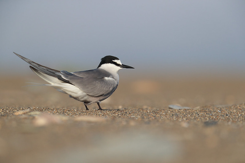 Onychoprion aleuticus | Aleutian Tern | beringtärna