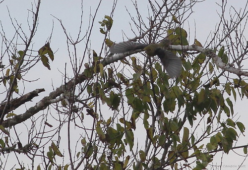 louisiana scarlettanager songbird tanager pirangaolivacea