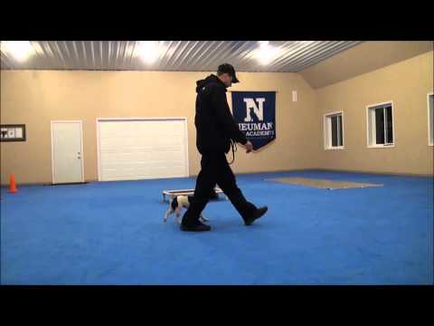 Lucy (French Bulldog) Dog Training Boot Camp Video