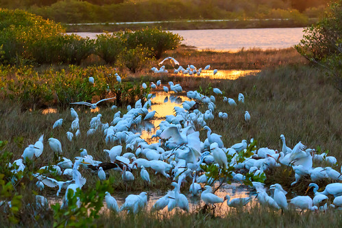 birds sunrise florida wildlife egrets woodstork ibises