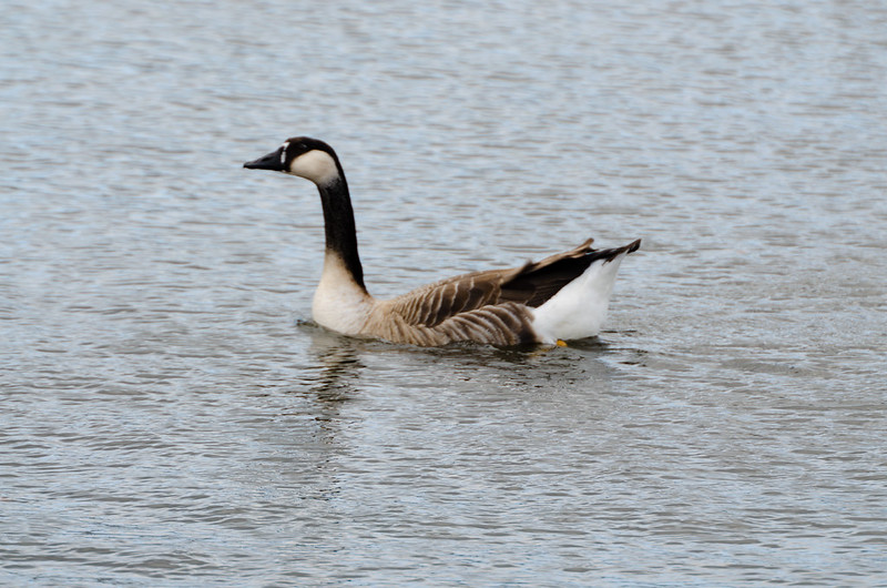 Chinese goose, West Park