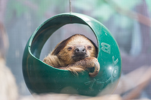 Sloth in a Ball | by Eric Kilby