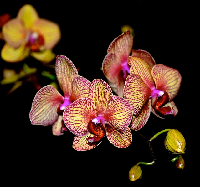 Orchid Show 2015 - Explore 3-2-2015 #165- Chicago Botanic Garden - Glencoe IL