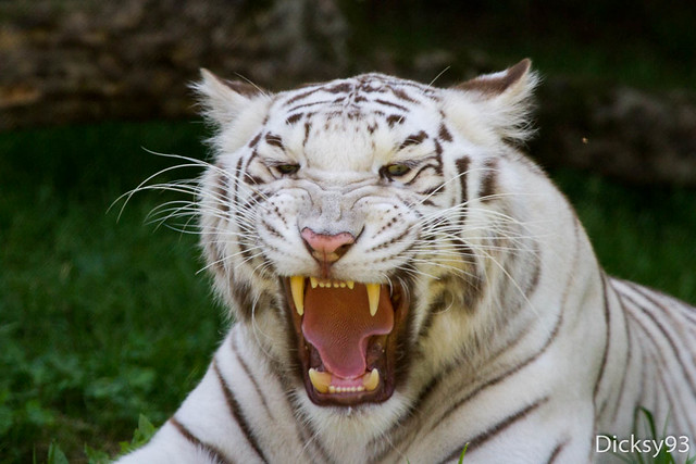 Tigre blanc (Panthera tigris)