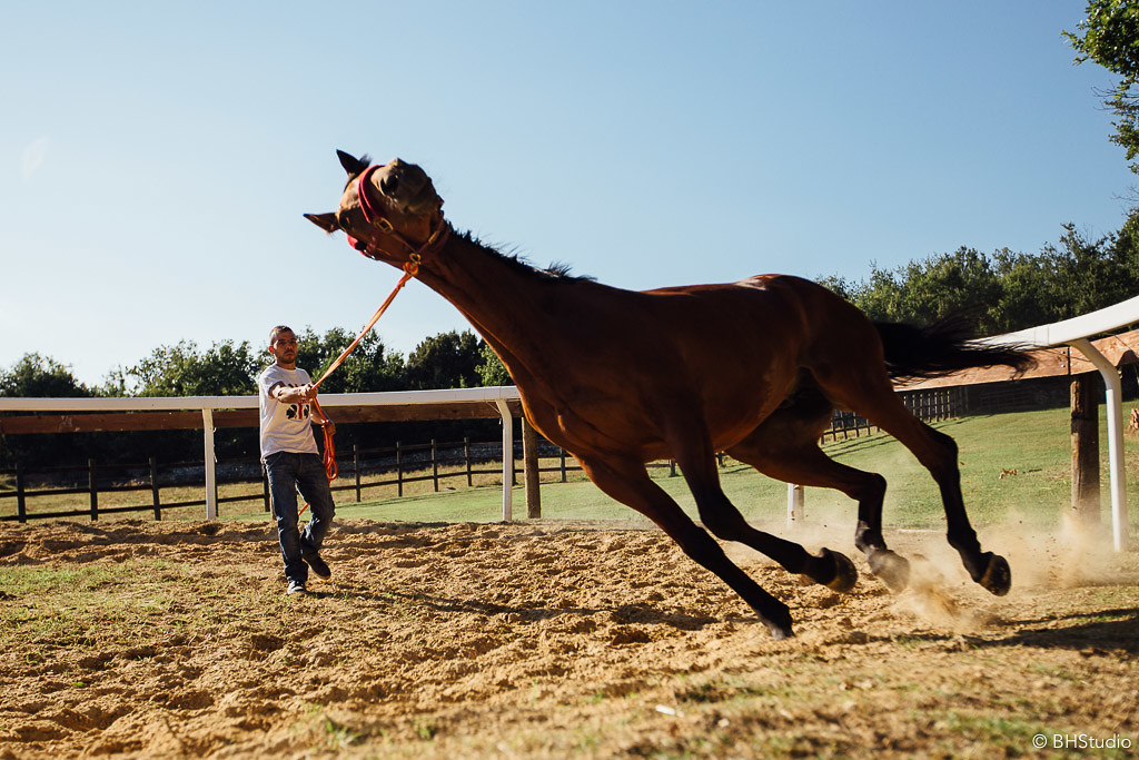 Previsite per i cavalli del Palio. Foto di BHStudio
