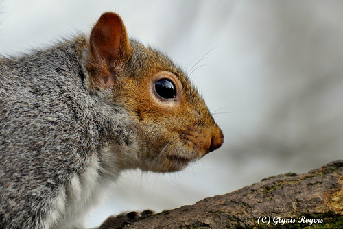 Grey Squirrel | by Welshygal