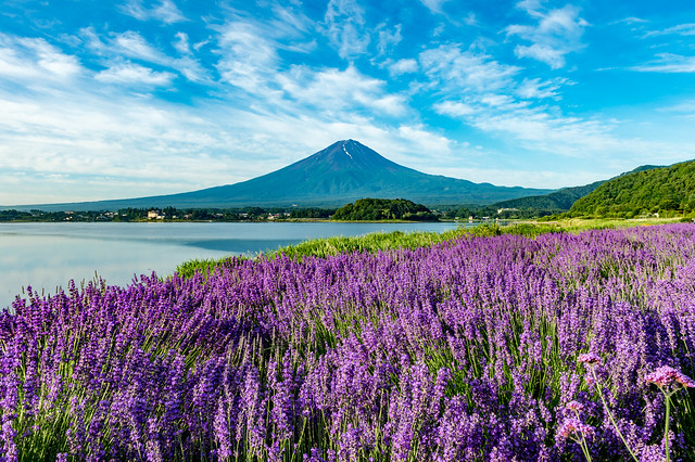 Lavender Fuji