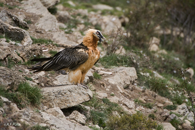 Quebrantahuesos, Crebaosos, Bearded Vulture, Gypaète barbu (Gypaetus barbatus).2