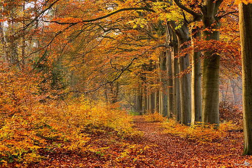 autumn trees holland nature netherlands forest automne canon bomen herfst nederland natuur otoño bergenopzoom bos autunno noordbrabant canonef24105mm bracom canoneos5dmkiii bramvanbroekhoven