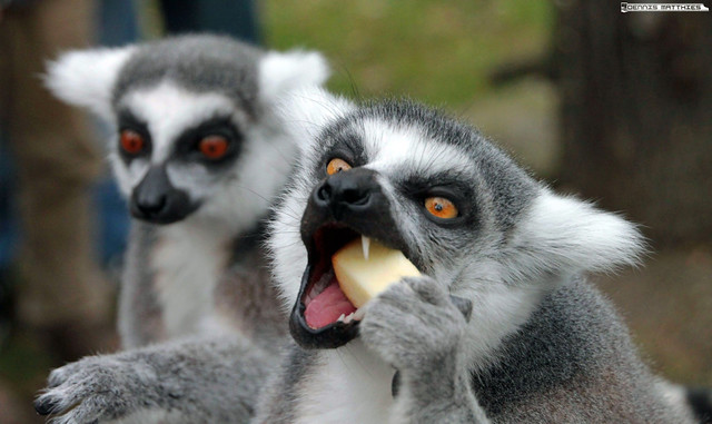 Eating Lemur