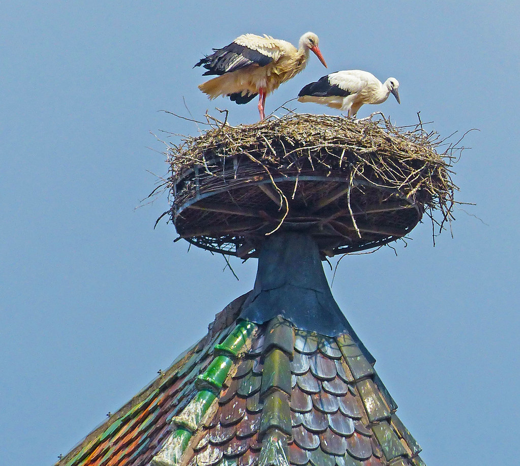 Storks on Colmar Church