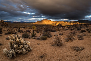 Clouds, Light, Cholla | by Joshua Tree National Park
