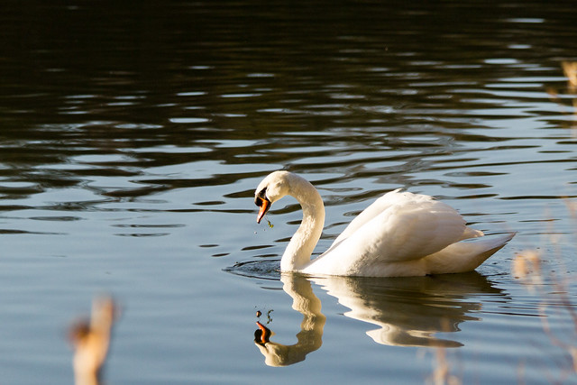 Swan Clumber-4041