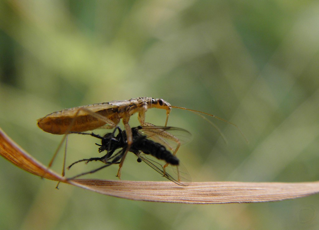 Marsh Damsel Bug | with a Bibio fly prey. Upton Magna - Shro ...