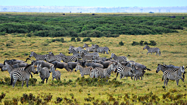 Amboseli Herbivores