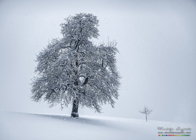 Snowfall tree