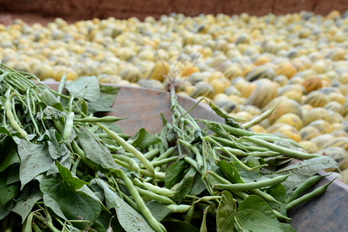 School and community nutrition program in Madagascar | by CIAT International Center for Tropical Agriculture