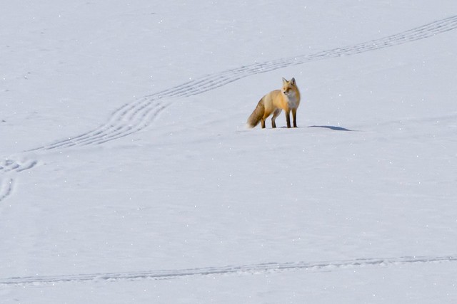Fox at Grand Teton National Park