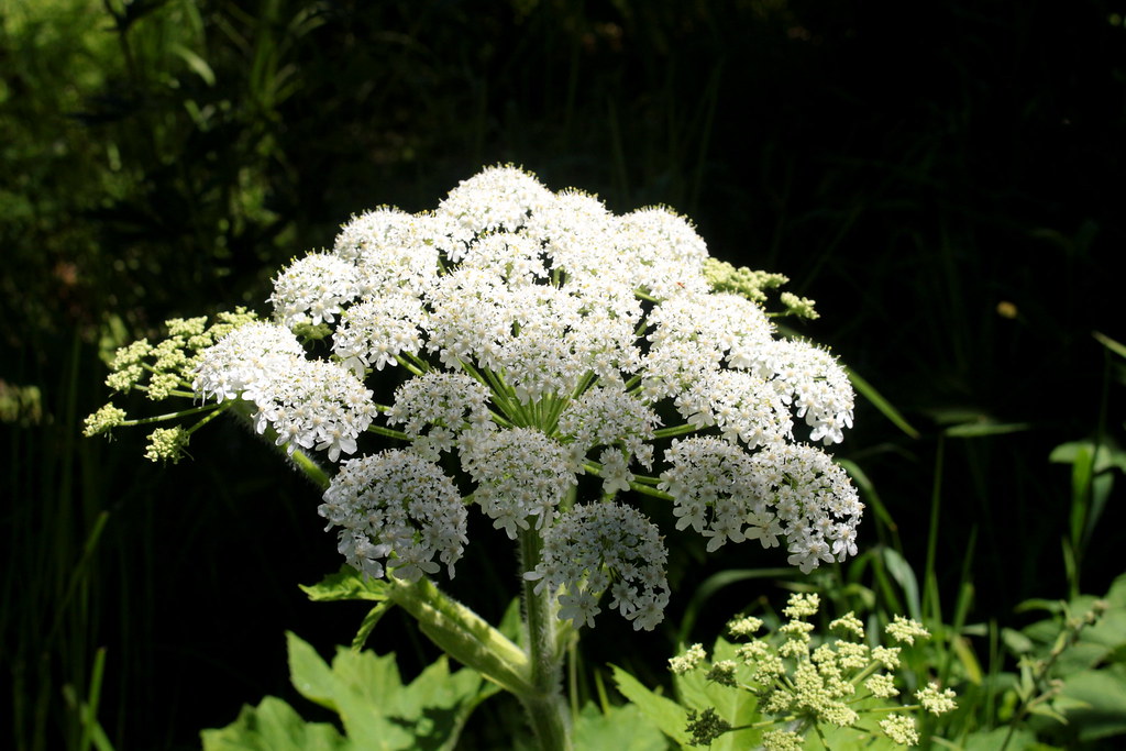 Cow parsnip, half-in and half-out of the light