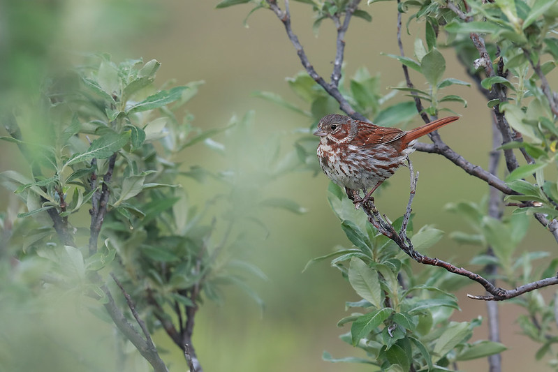 Passerella iliaca | Fox Sparrow | rävsparv