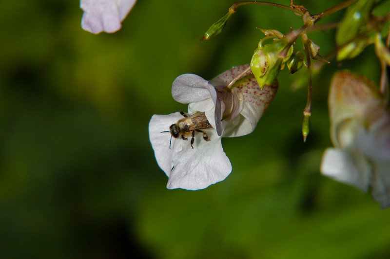 Bee gathering pollen from balsam flower