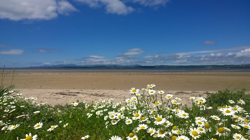 daisy daisies cameraphone lumia1020 murvagh thebackstrands beach