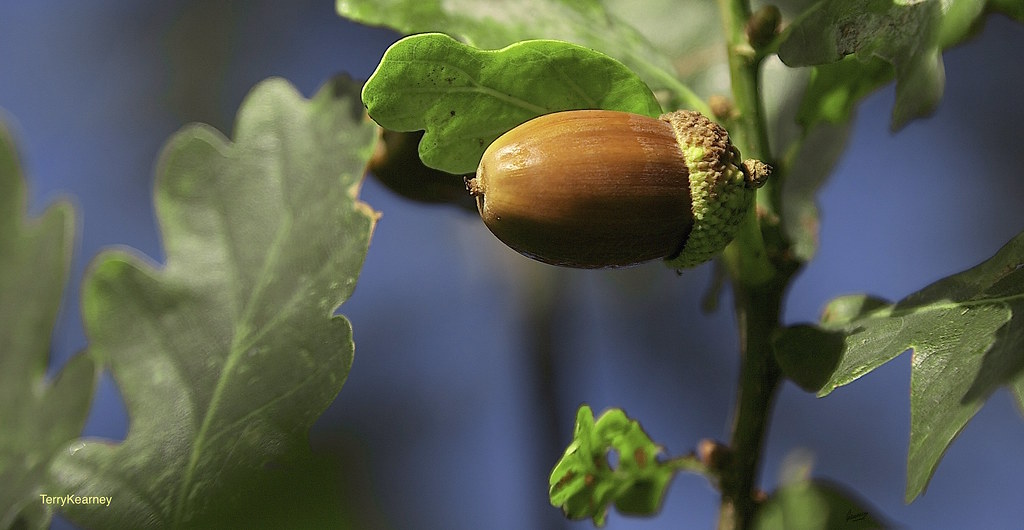 The Oak Nut