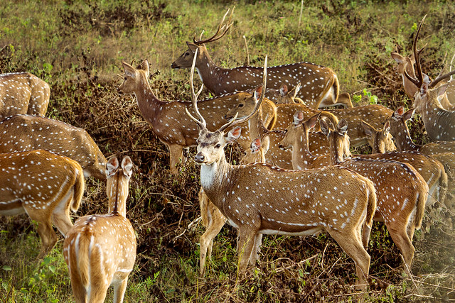 Deers at Bandipur !! [Explored-July-21-2016]