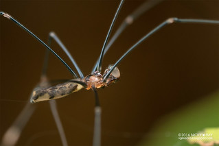 Daddy-long-legs spider (Uthina luzonica) - DSC_8564
