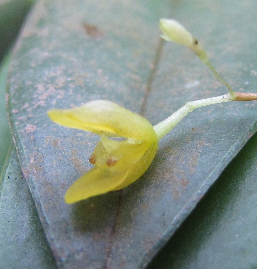 Pabstiella fusca (Lindl.) Chiron & Xim.Bols., Richardiana … | Flickr