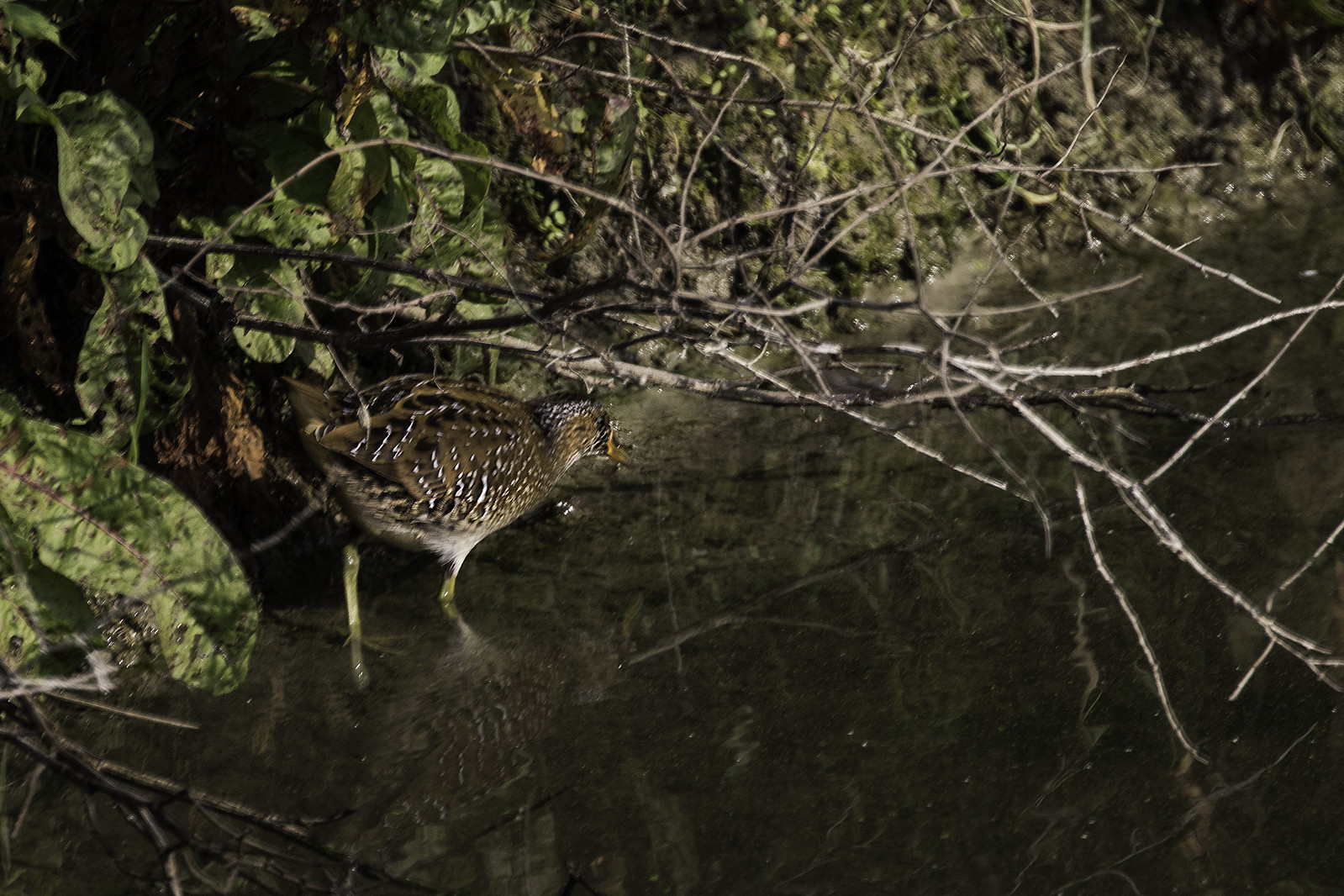 Rallen Rallen - Rails (Rallidae) | Flickr