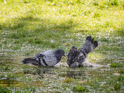 pigeon bath