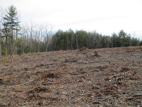 Clearcut for pine planting