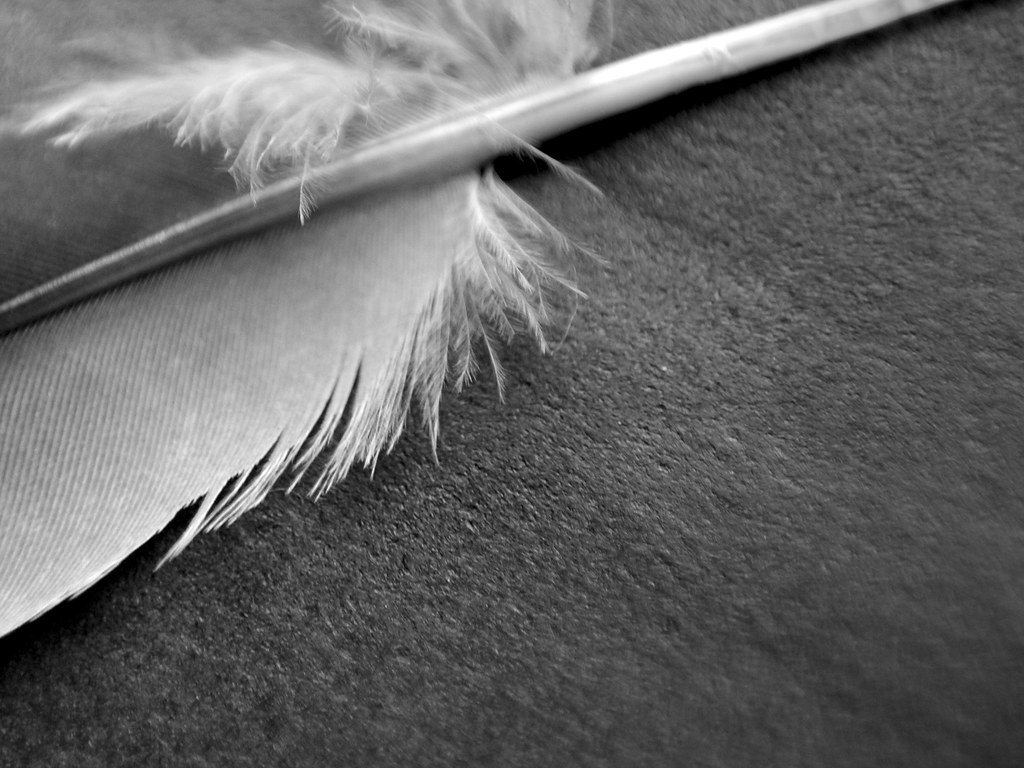 Bird's Feather - Pena de Passarinho | Márcio Antônio Slivak | Flickr