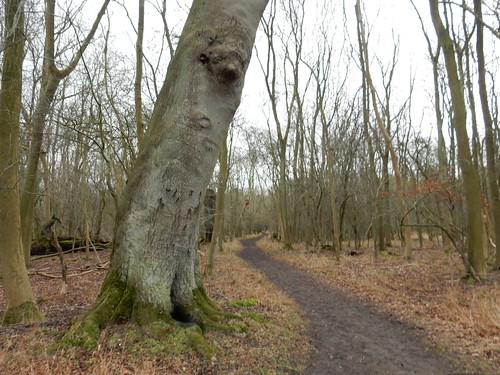 Tree by the trail Tring Circular