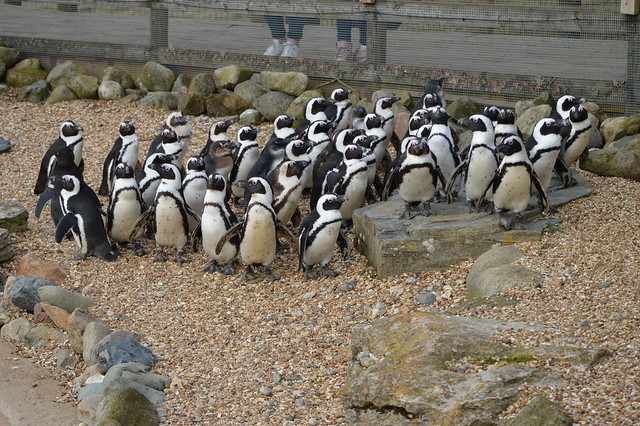 Blackfooted African Penguins